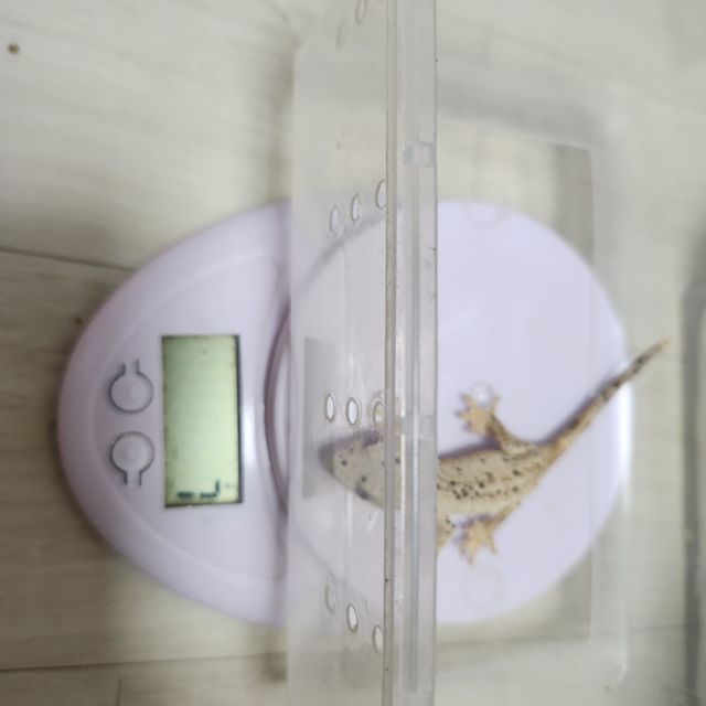 슈퍼달마시안