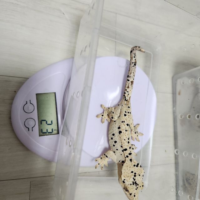 슈퍼달마시안