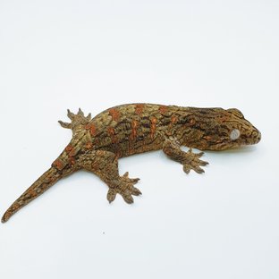 GTX 다스몰 하키토 하이 컬러