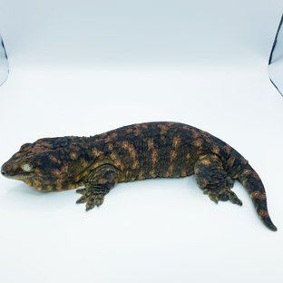 김리키