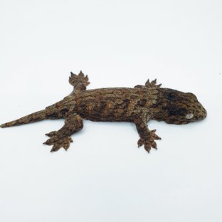 동배