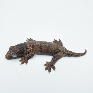 GTX 다스몰 하키토 하이 컬러