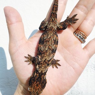 GTX 다스몰 하키토 하이 컬러