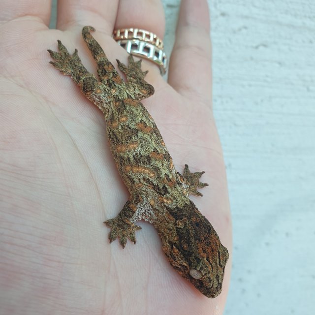 GTX 다스몰 하키토 하이 컬러