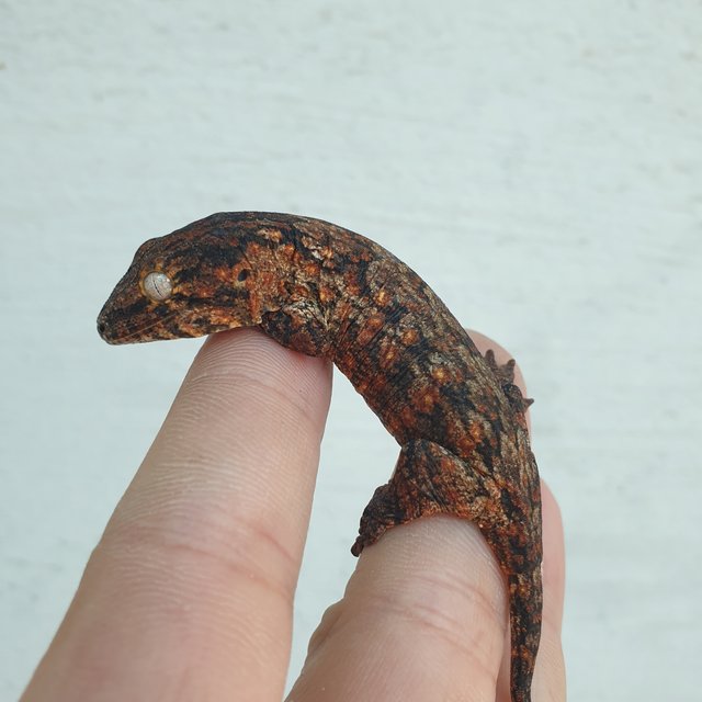 GTX 다스몰 하키토 하이 컬러