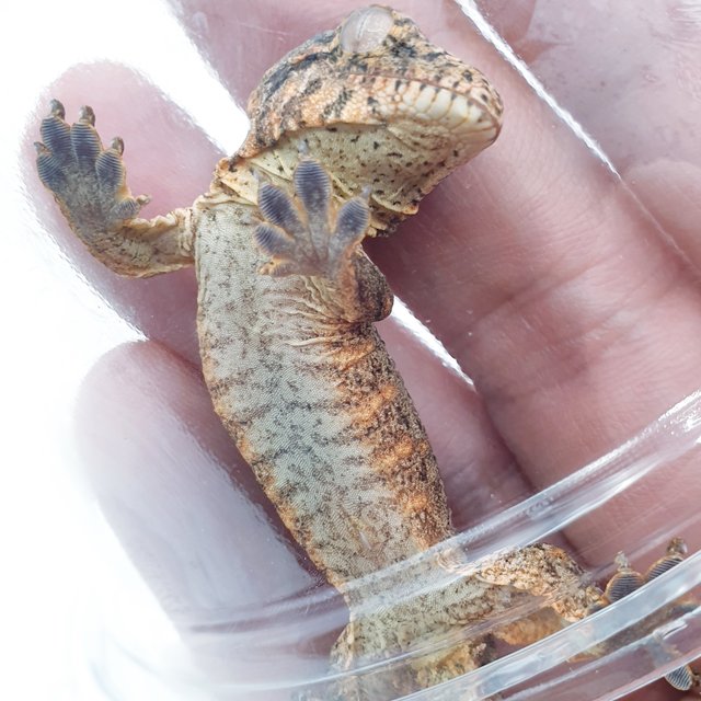 GTX 다스몰 하키토 하이 컬러