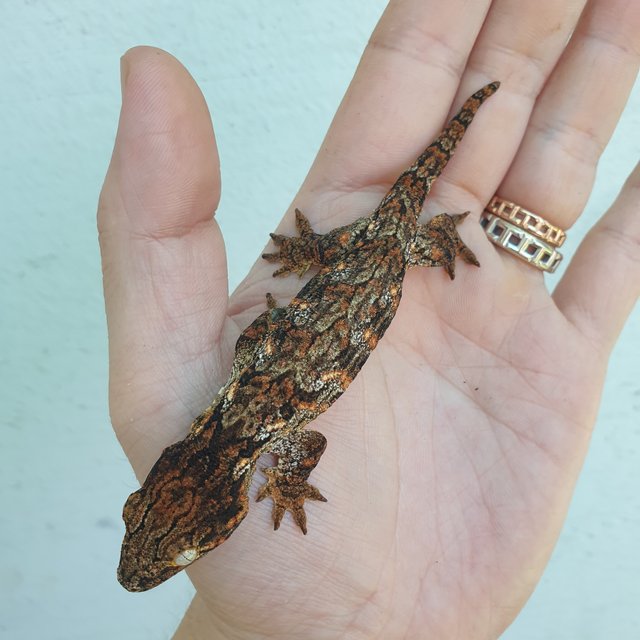 GTX 다스몰 하키토 하이 컬러