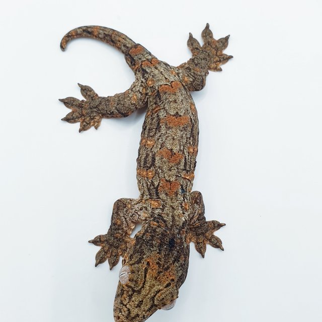 GTX 다스몰 하키토 하이 컬러