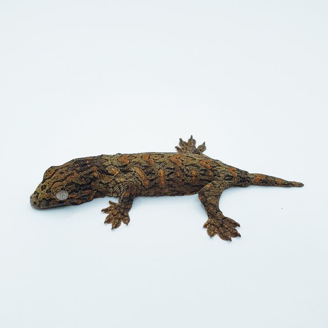 하이 컬러 누아미