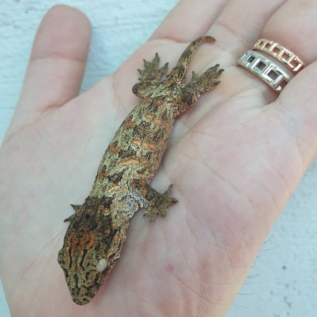 GTX 다스몰 하키토 하이 컬러