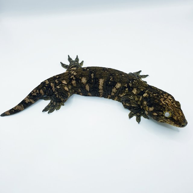 GTX 누아나 코기스