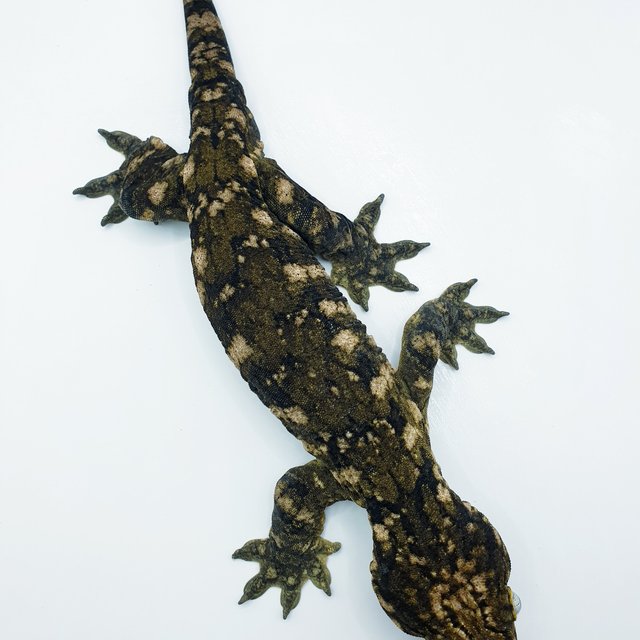 GTX 누아나 코기스