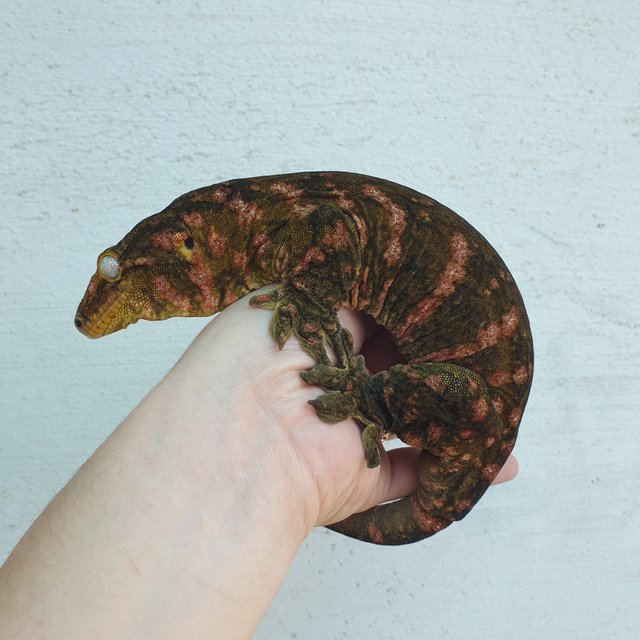 GT 다스몰 하키토 헷 멜라니스틱