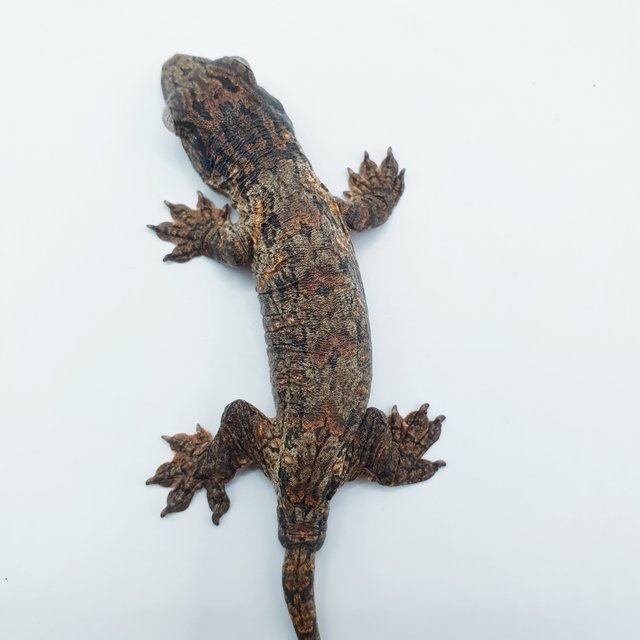 GTX 다스몰 하키토 하이 컬러