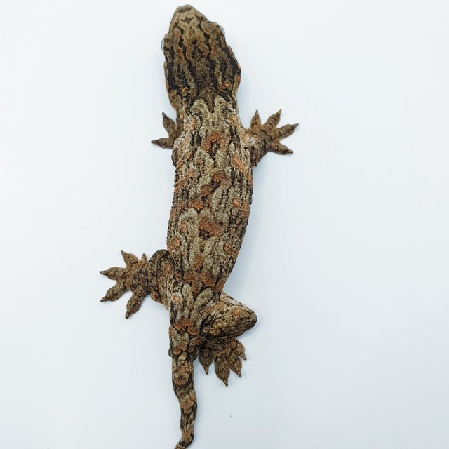 GTX 다스몰 하키토 하이 컬러