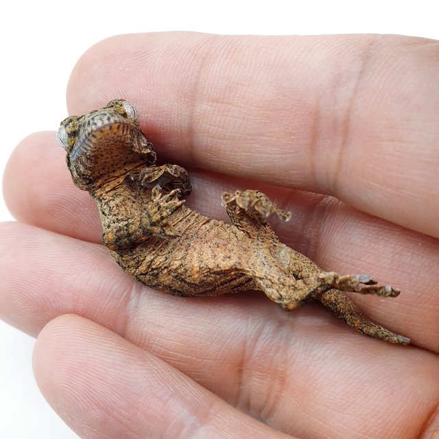 하이 컬러 누아미