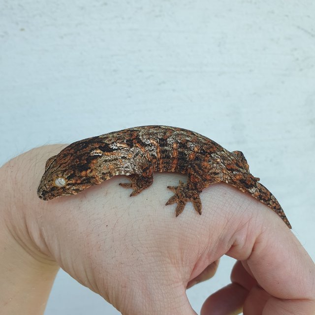 GTX 다스몰 하키토 하이 컬러