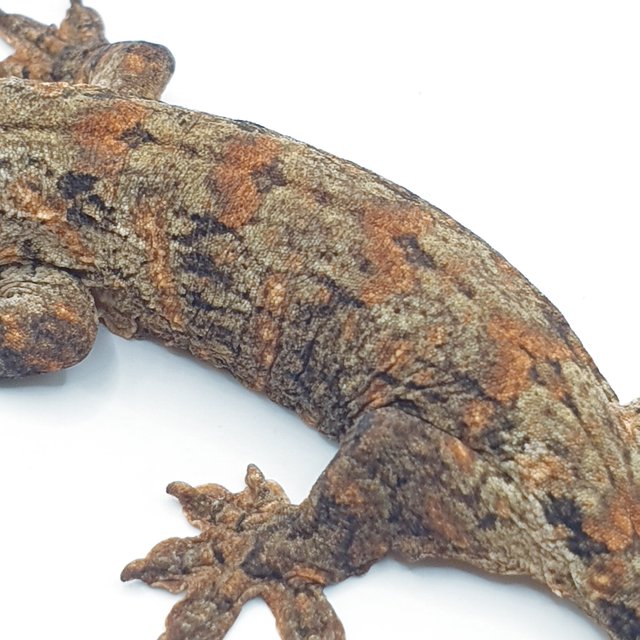 GTX 다스몰 하키토 하이 컬러