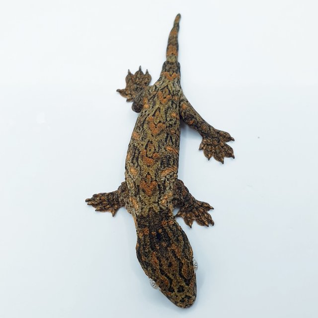 하이 컬러 누아미