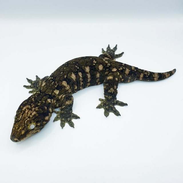 GTX 누아나 코기스