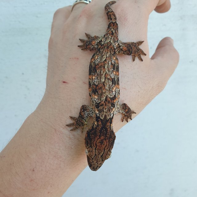 GTX 다스몰 하키토 하이 컬러