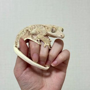 크림 팬텀 릴리100%헷아잔틱