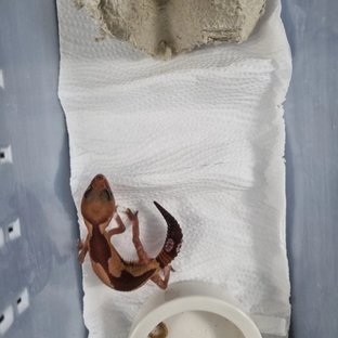 줄루 헷 오레오