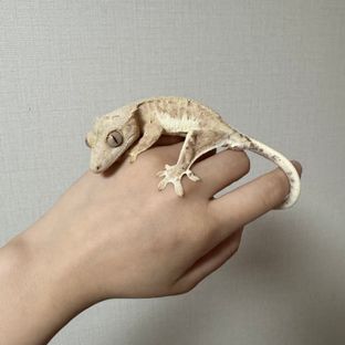 크림 팬텀 릴리100%헷아잔틱