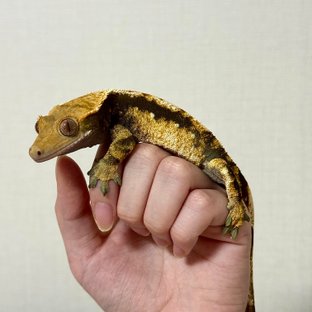 트라이 익스트림할리퀸 화이트스팟 텐저린 노멀