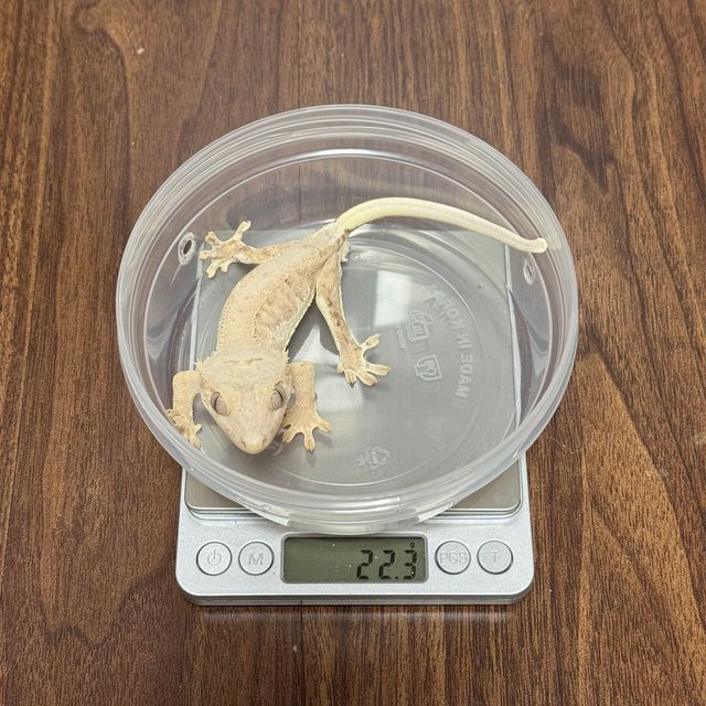 크림 팬텀 릴리100%헷아잔틱