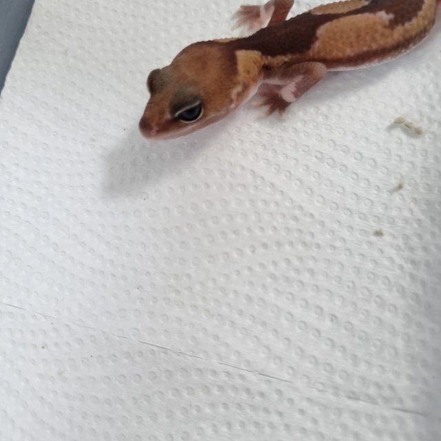 줄루 헷 오레오