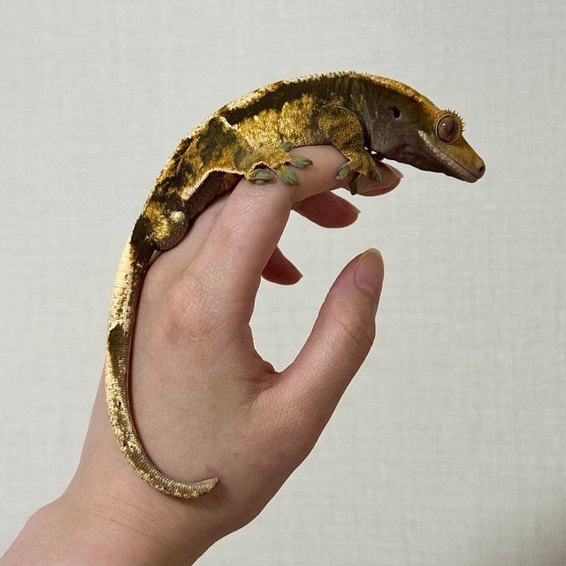 트라이 익스트림할리퀸 화이트스팟 텐저린 노멀