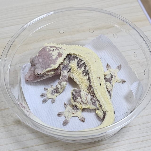 프라푸치노
