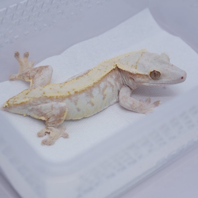 노멀 드리피 레드