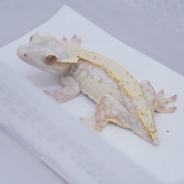 노멀 드리피 레드