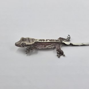 오마늘 9