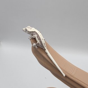 오마늘6
