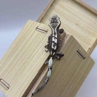 오마늘 1