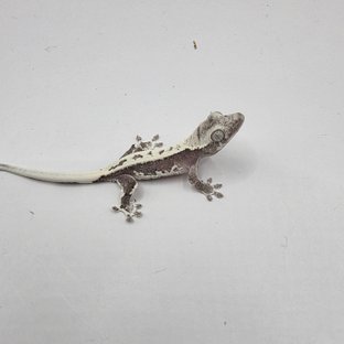 오마늘 8