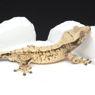 트라이 익스트림할리퀸