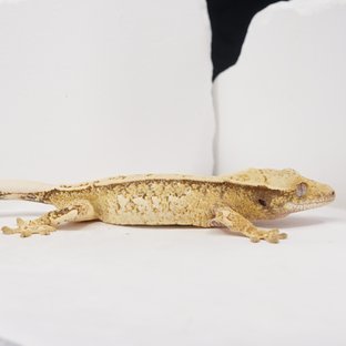 Pinstripe Tri Extreme Harlequin