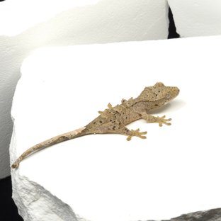 슈퍼달마시안