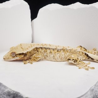 Tri Extreme Harlequin