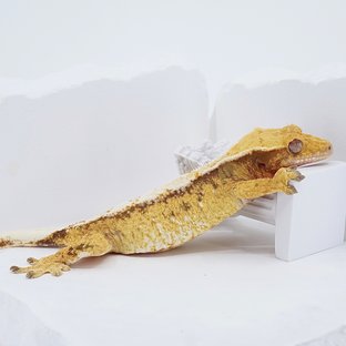 Red Tri Extreme Harlequin