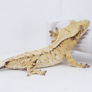 Tri Extreme Harlequin