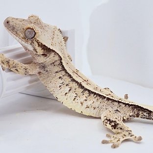 풀핀 쿼드 트라이