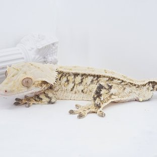 Pinstripe Tri Extreme Harlequin