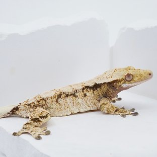 Drippy White Spot Tri