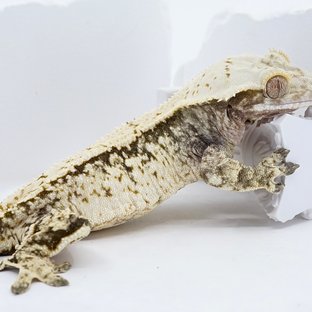 Drippy Extreme Harlequin White Spot