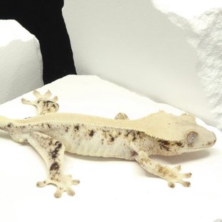 솔리드백 릴리화이트